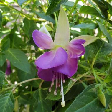 Fuchsia 'Delta's Sara' syn. Fuchsia 'Delta's Sarah'