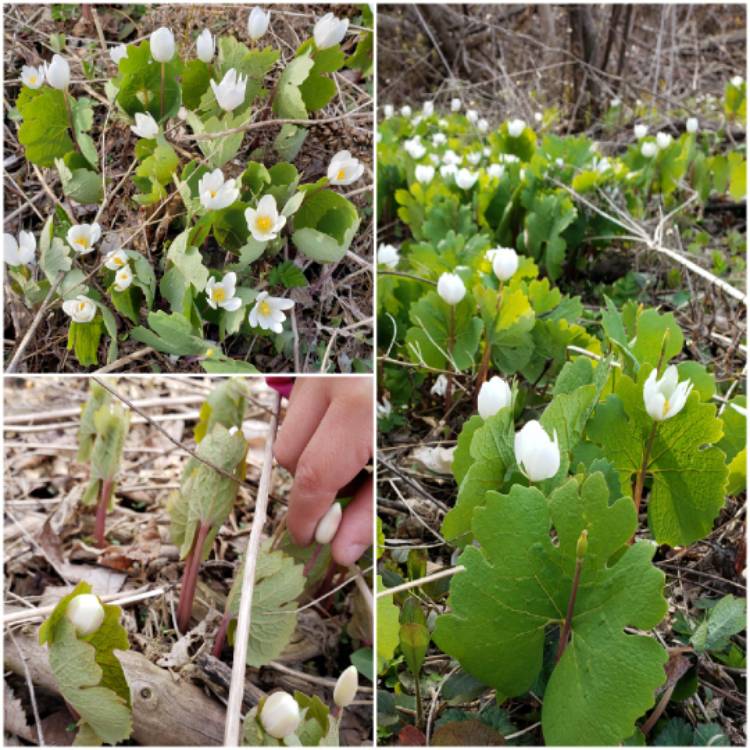 Plant image Sanguinaria canadensis