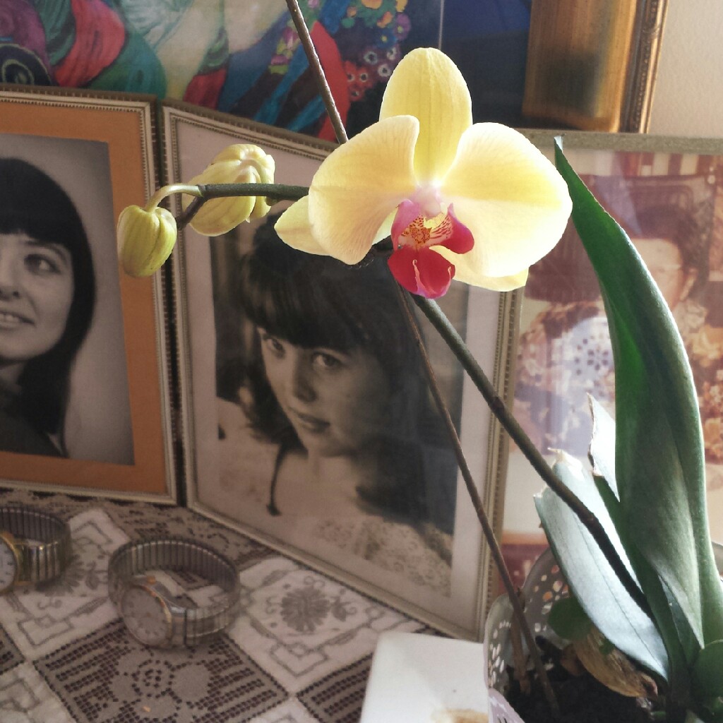 Moth Orchid