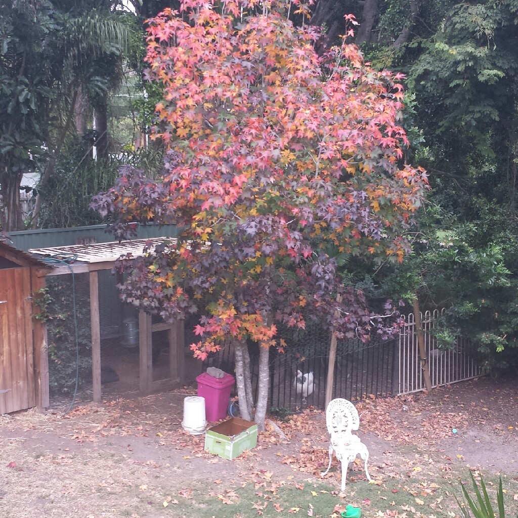 Cut Leaf Japanese Maple 'Dissectum'