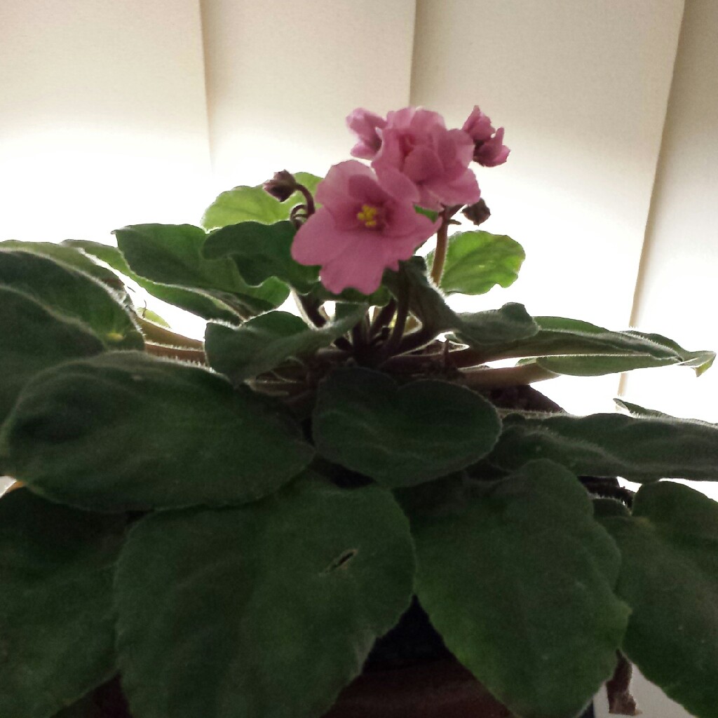 African Violet