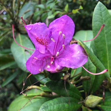 Azalea 'Amoena'