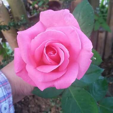 Rose 'Tickled Pink'