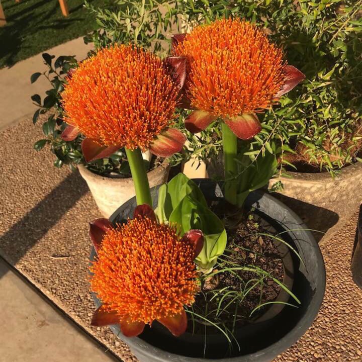 Plant image Scadoxus multiflorus subsp. katherinae