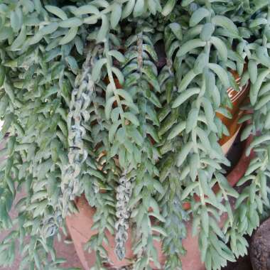 Sedum 'Burro's Tail'