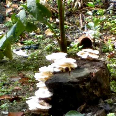 Jack-O'-Lantern Mushroom