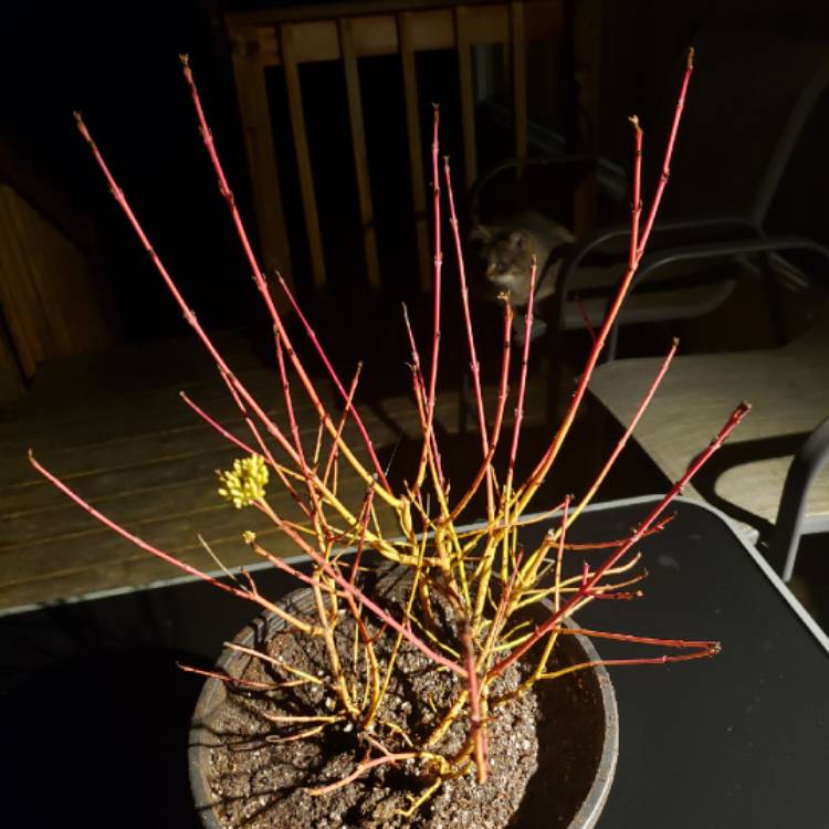 Plant image Cornus sanguinea 'Midwinter Fire'