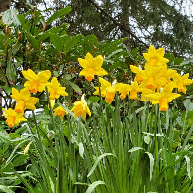 Plant image Narcissus 'Jetfire'