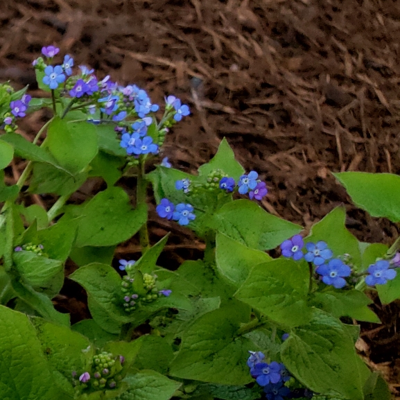 Plant image Brunnera macrophylla