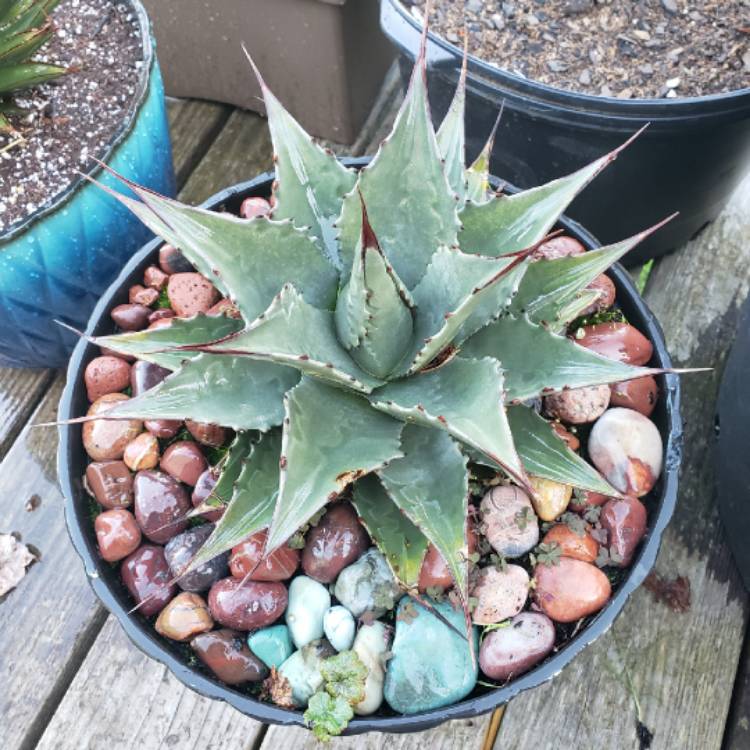 Plant image Agave Pumila