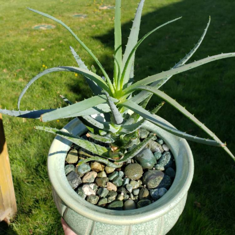 Plant image Aloe 'Blue Elf'