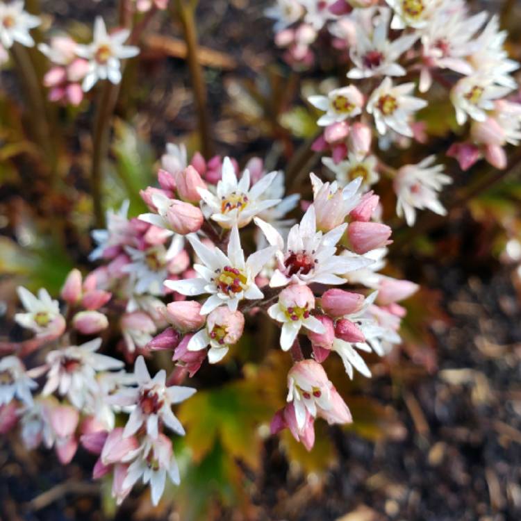 Plant image Mukdenia rossii 'Crimson Fans' syn. Aceriphyllum rosii