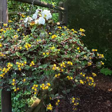 Moneywort 'Persian Chocolate'