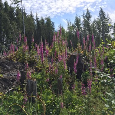 Digitalis