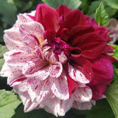 Dahlia 'Dahlietta Paula' (Bedding)