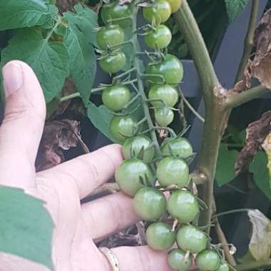 Tomato 'Golden Cherry'F1 (Cherry Tomato)