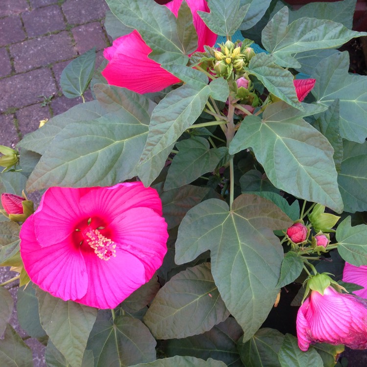 Plant image Hibiscus extreme 'Hot Pink'