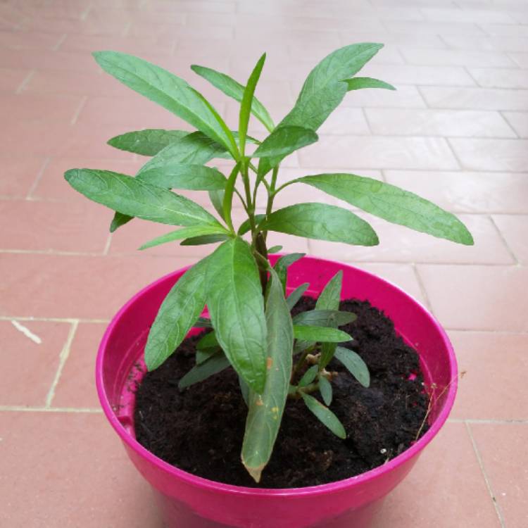 Plant image Ruellia brittoniana 'Purple Showers'