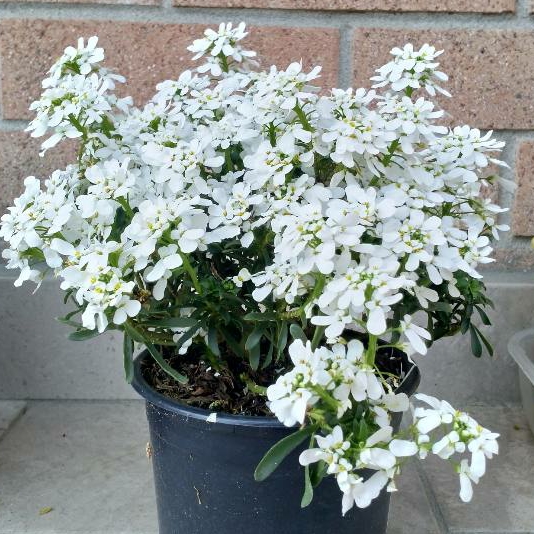 Plant image Iberis sempervirens 'Masterpiece'