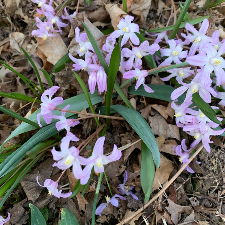 Plant image Chionodoxa forbesii syn. Scilla forbesii