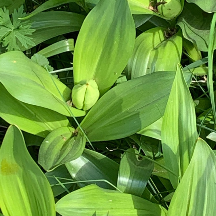 Plant image Crocus