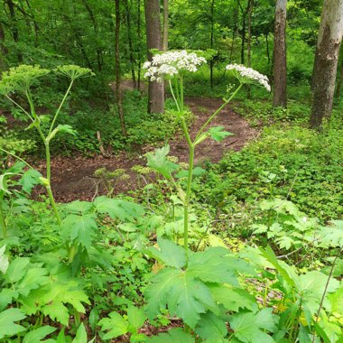 Cow Parsnip