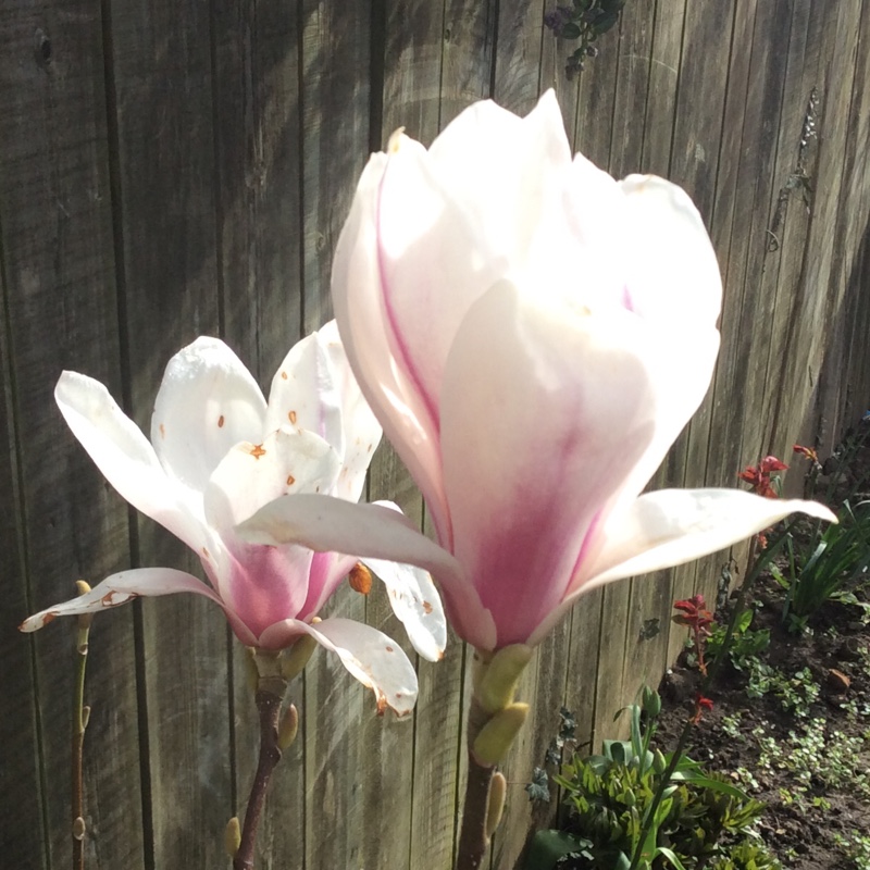 Plant image Magnolia liliiflora x stellata