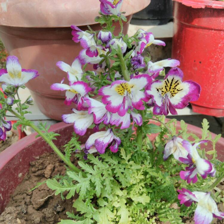 Plant image Schizanthus pinnatus