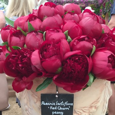 Peony 'Red Charm' (Herbaceous)