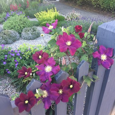 Clematis (Pruning Group 1 - Early Flowering Cultivars)