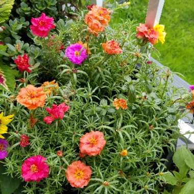 Portulaca 'Everbloom (Mix)