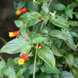 Candy Corn Vine