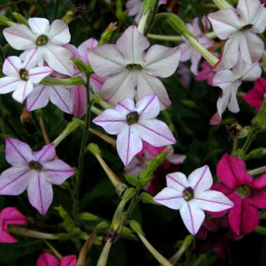 Flowering Tobacco