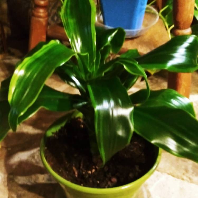 Plant image Dracaena fragrans 'Golden Coast'