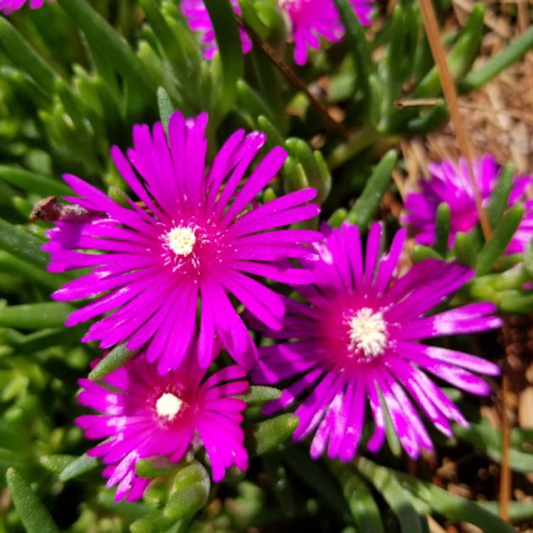 Plant image Delosperma lydenburgense