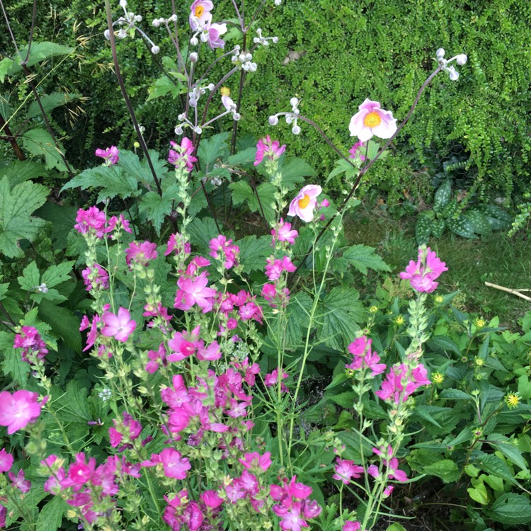 Plant image Sidalcea malviflora x 'Rosanna'