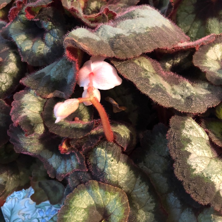 Plant image Begonia (Rex Cultorum Group) 'Escargot' syn. Begonia rex 'Escargot'