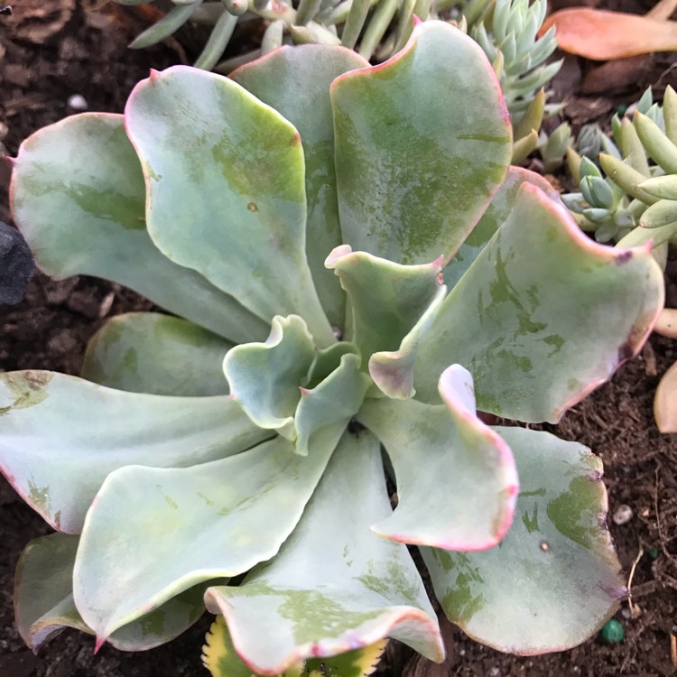 Plant image Echeveria Blue Lagoon