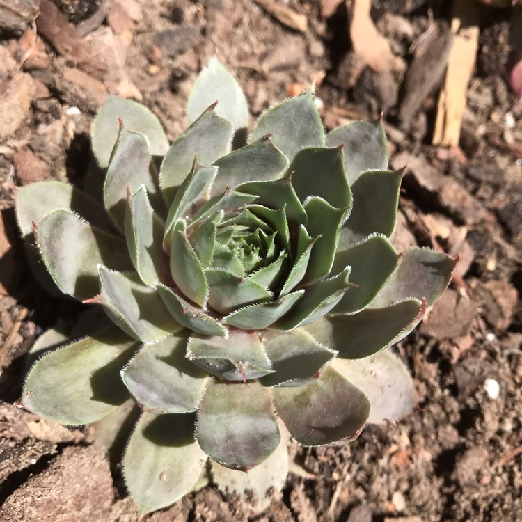 Plant image Sempervivum Purple Haze