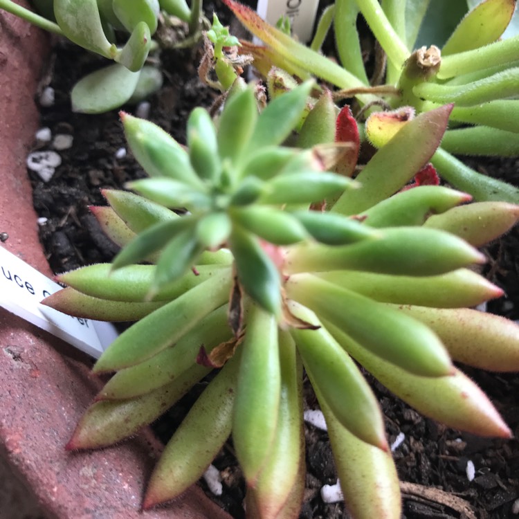 Plant image Echeveria Spruce Oliver