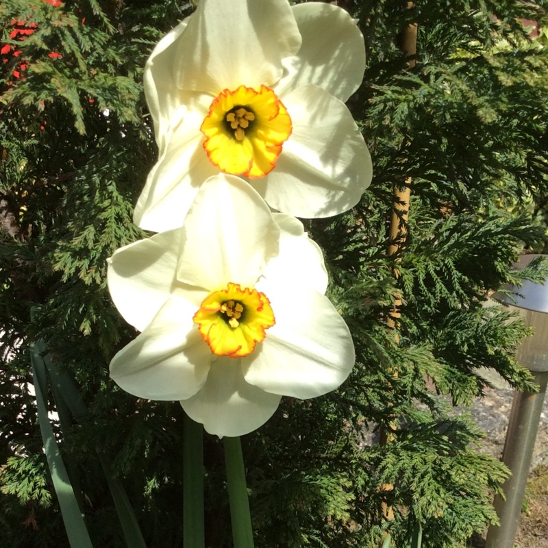 Plant image Narcissus 'Merlin'