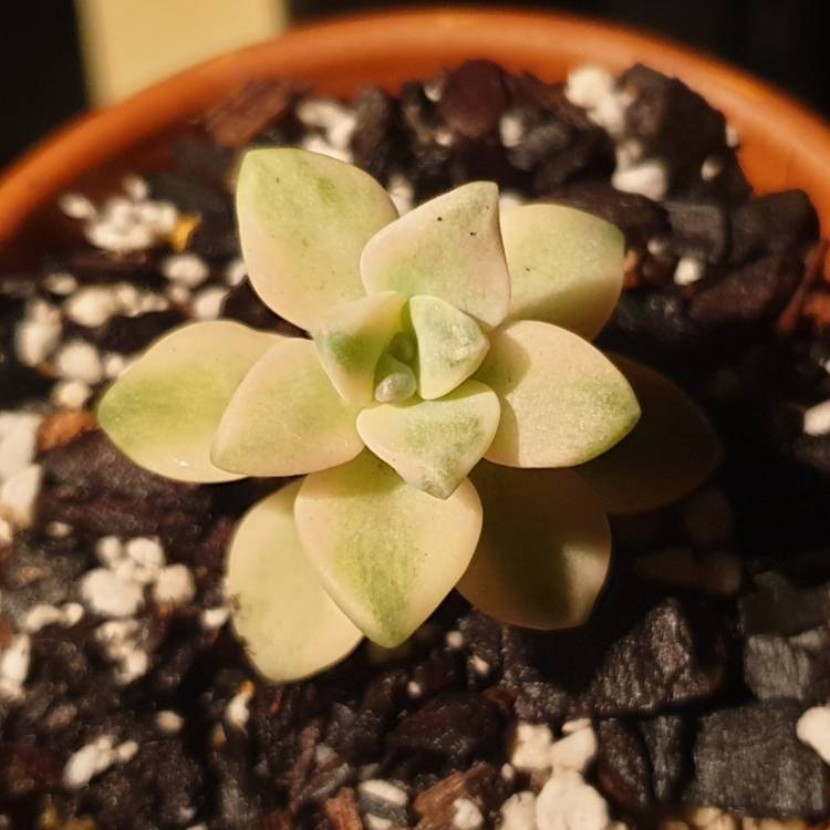 Plant image Graptopetalum Mendozae Variegata