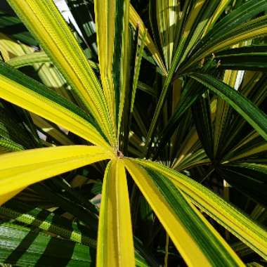 Rhapis excelsa 'Variegata'