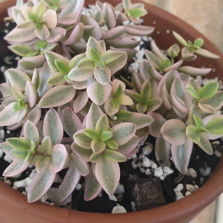 Plant image Crassula Volkensii f. Variegata