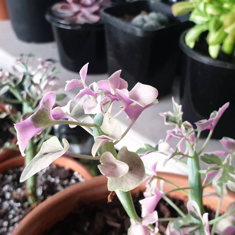 Plant image Senecio Articulatus Variegatus