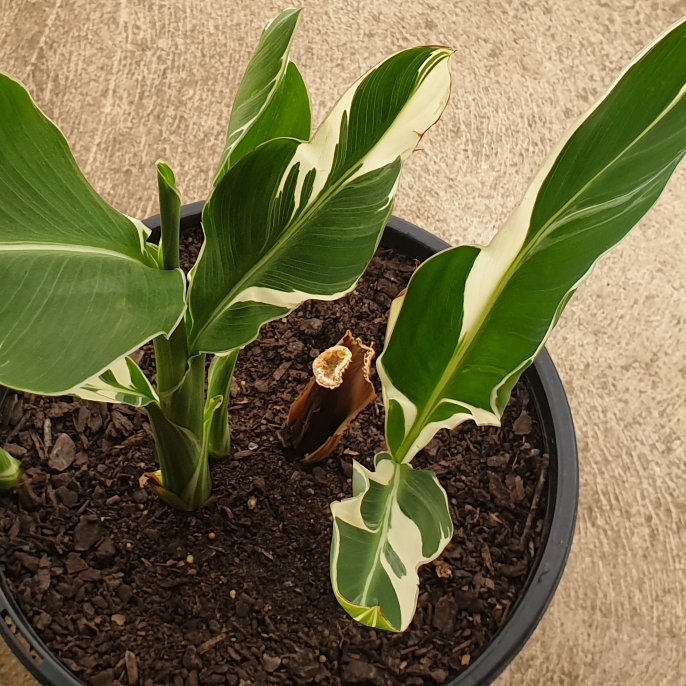 Plant image Canna 'Stuttgart'