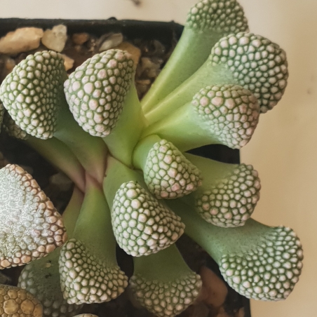 Plant image Titanopsis Primosii