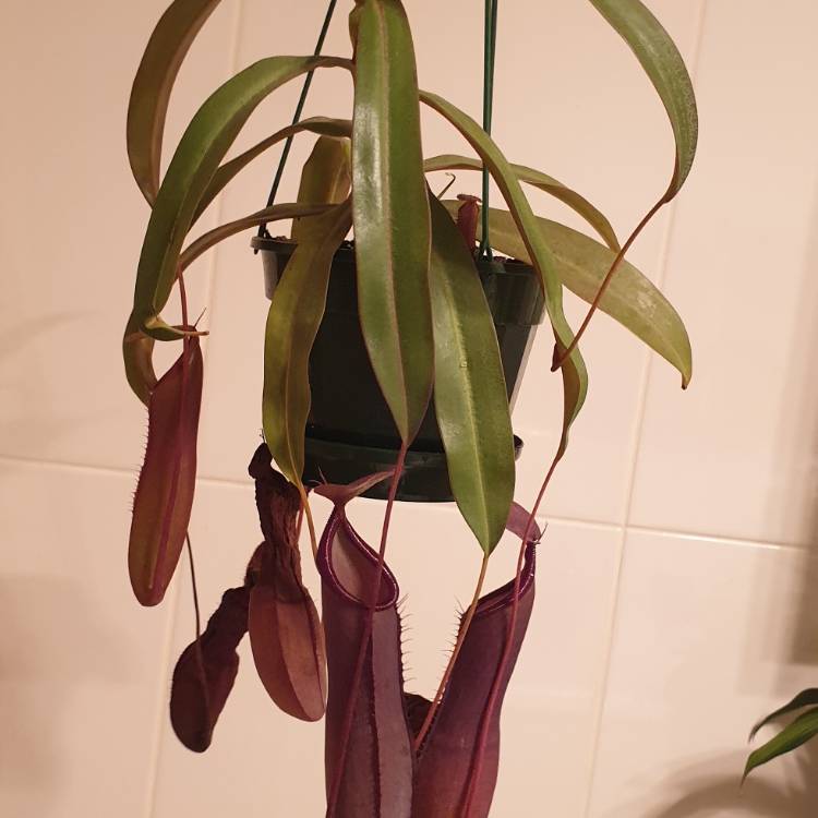 Plant image Nepenthes 'Rebecca Soper'