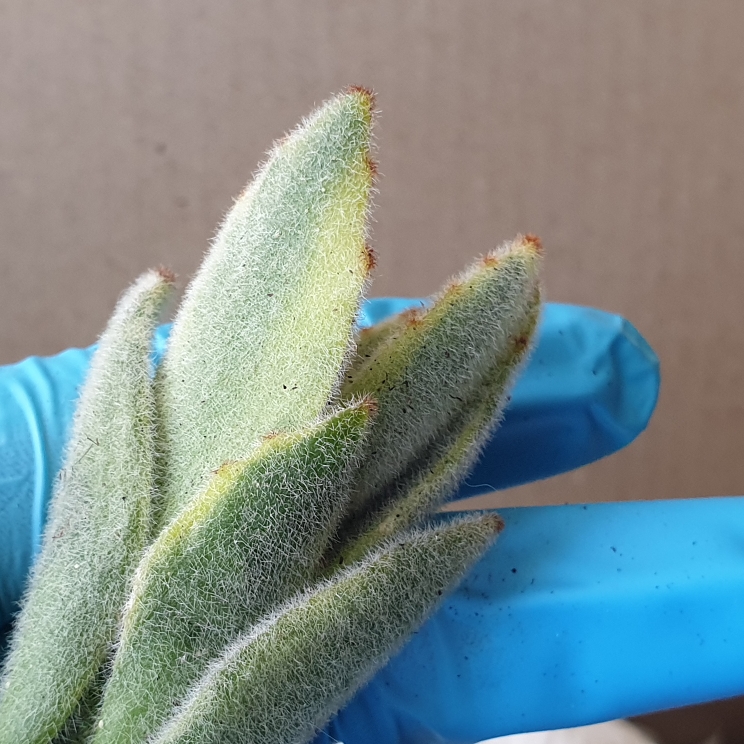 Plant image Kalanchoe tomentosa yellow variegated 