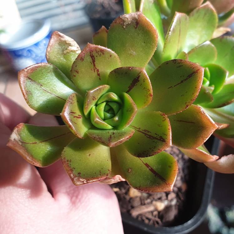 Plant image Aeonium Bronze Medal